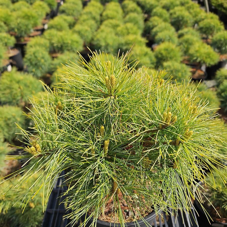 Pinus strobus Soft Touch