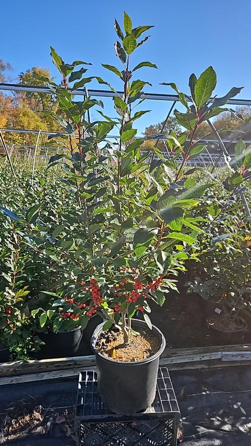 Ilex verticillata Magical® Berry