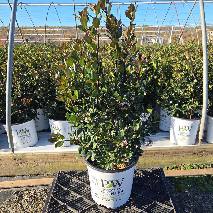 Ilex x Castle Rouge®