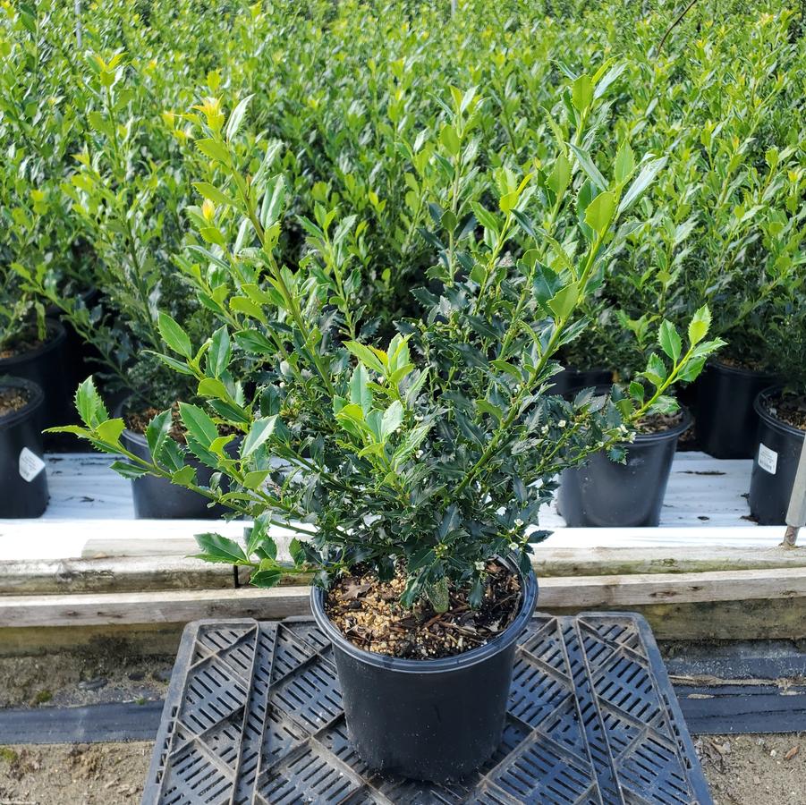 Ilex meserve Magical® Amore
