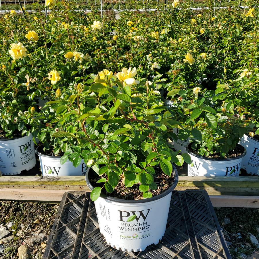 Rosa x Reminiscent® Yellow
