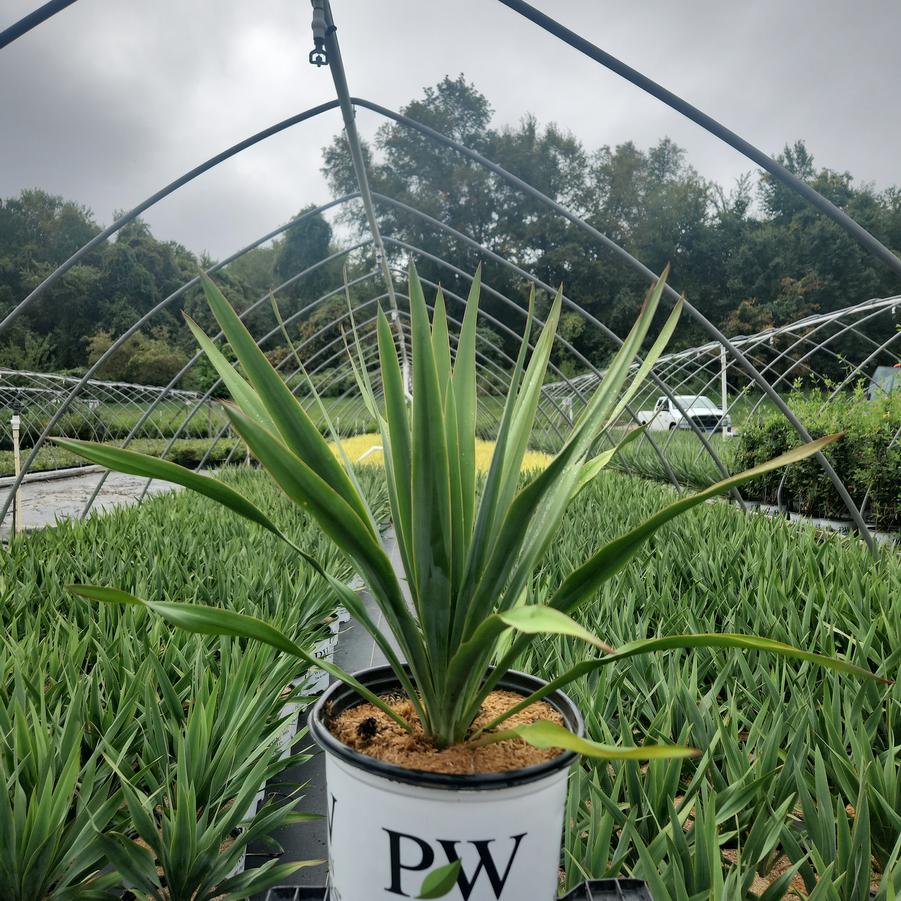 Yucca x 'Dragon Slayer'