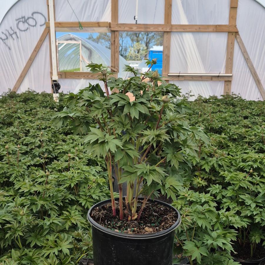 Paeonia x ITOH 'Scarlet Heaven'