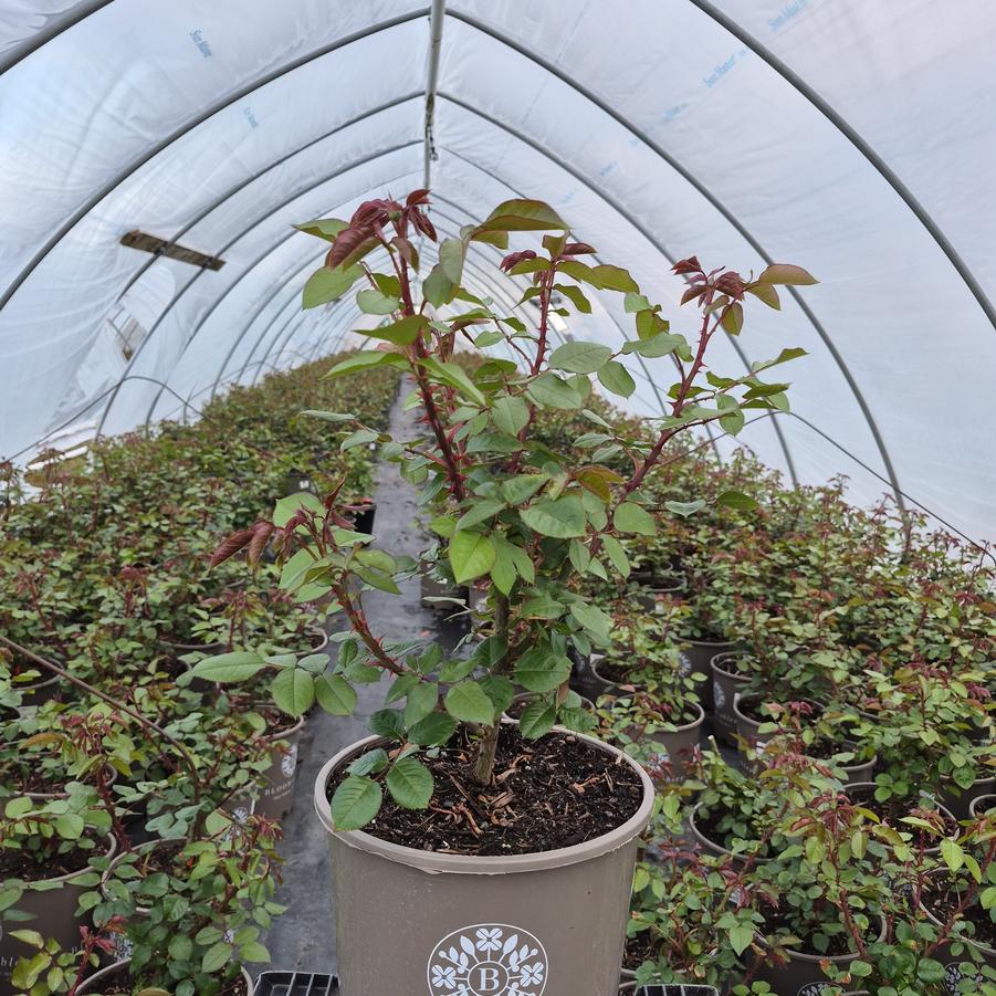 Rosa Martha Stewart™