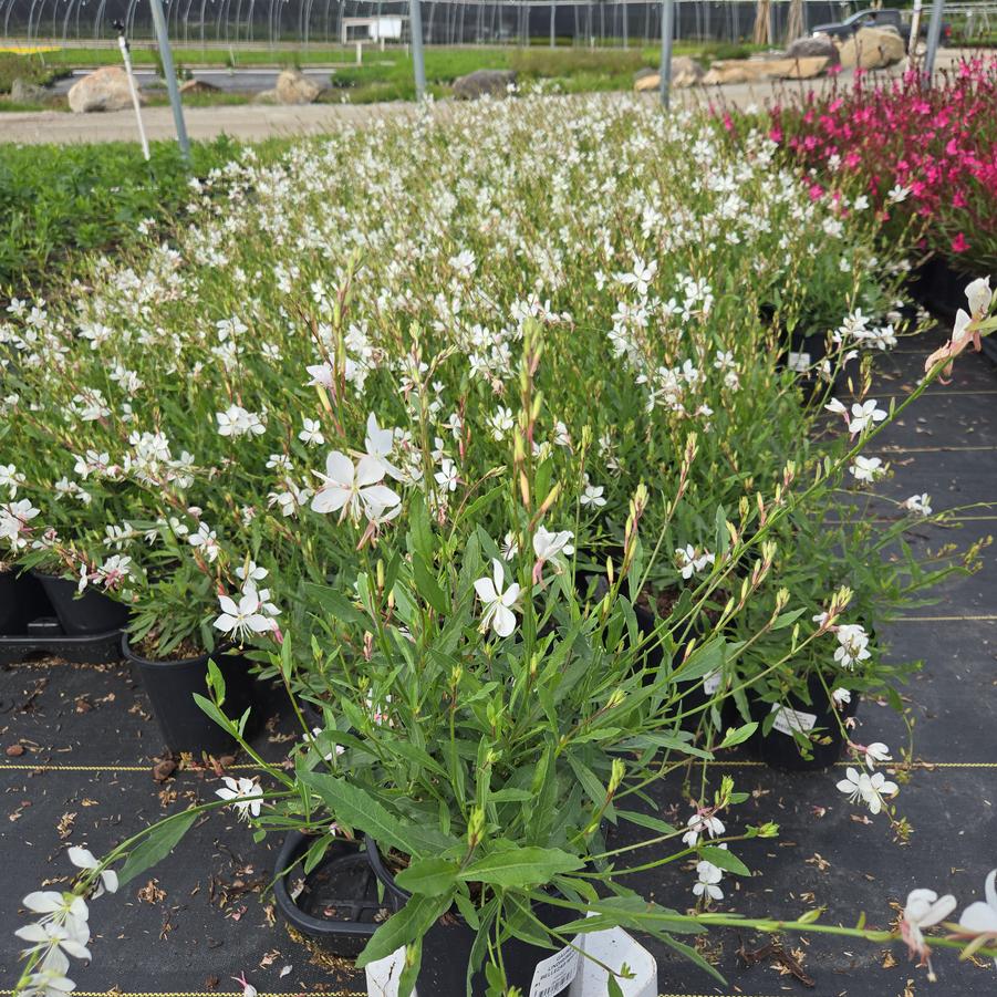 Gaura lindheimeri Belleza® White
