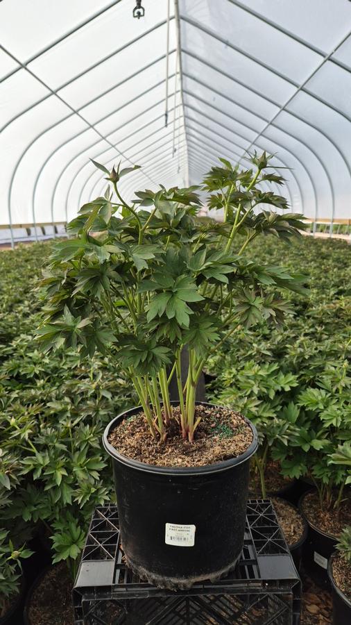 Paeonia x ITOH 'First Arrival'