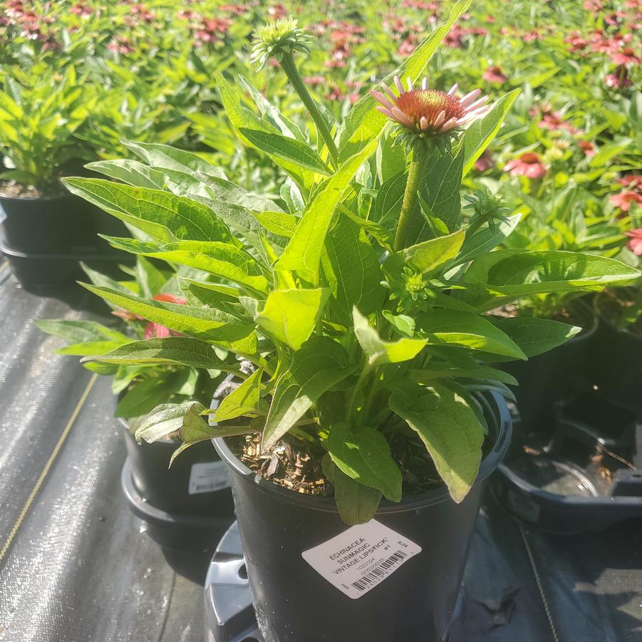 Echinacea x Sunmagic® 'Vintage Lipstick'