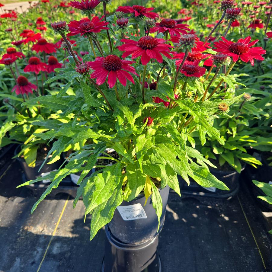 Echinacea x Sunmagic® 'Vintage Hot Red'