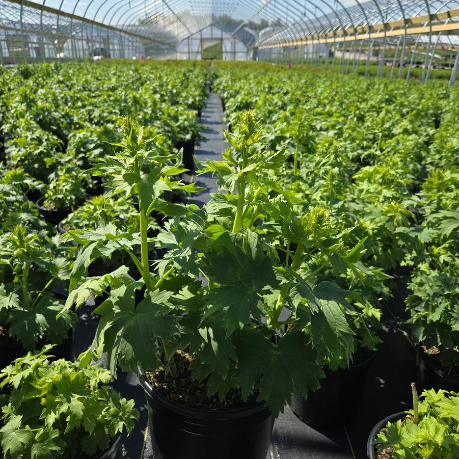 Delphinium elatum Aurora&trade; Lavender