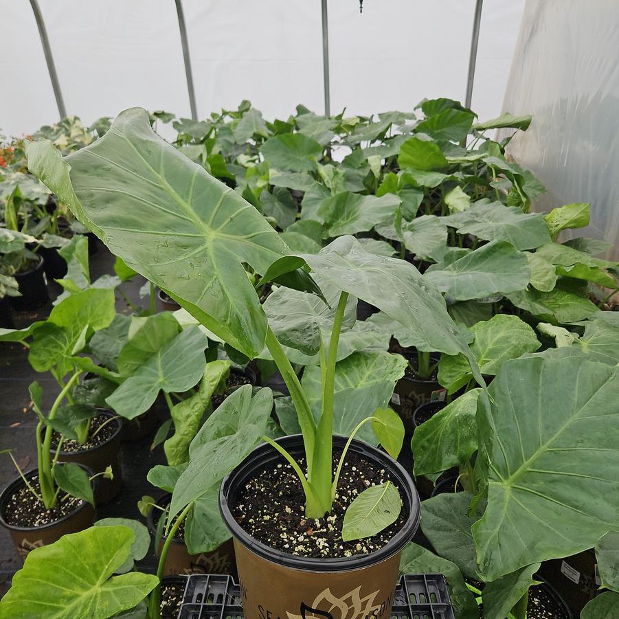 Alocasia 'Portodora'