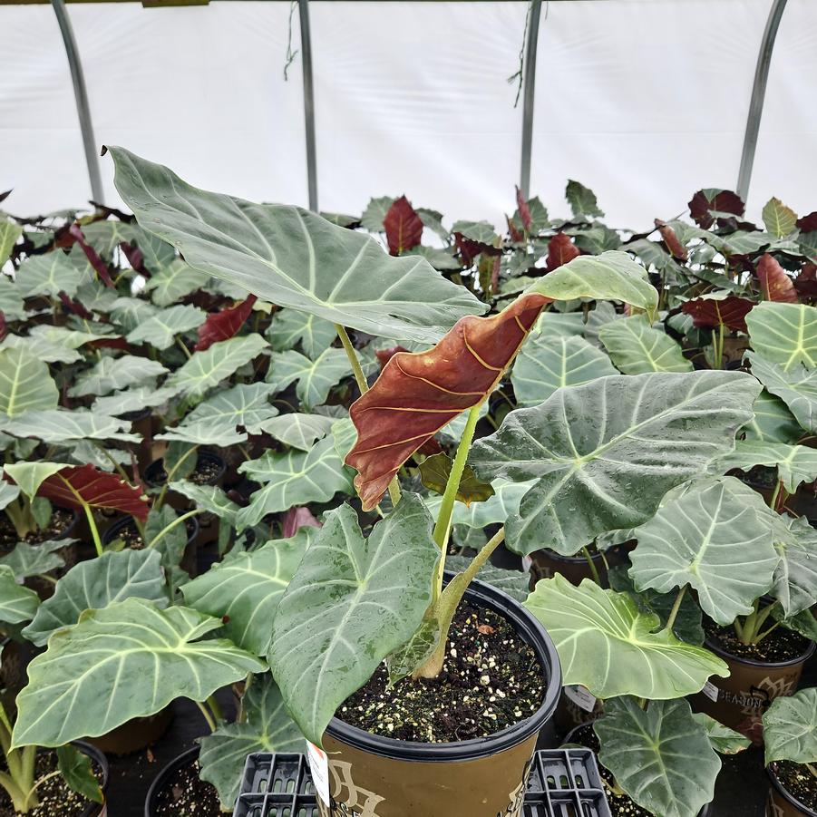 Alocasia 'Mayan Mask'