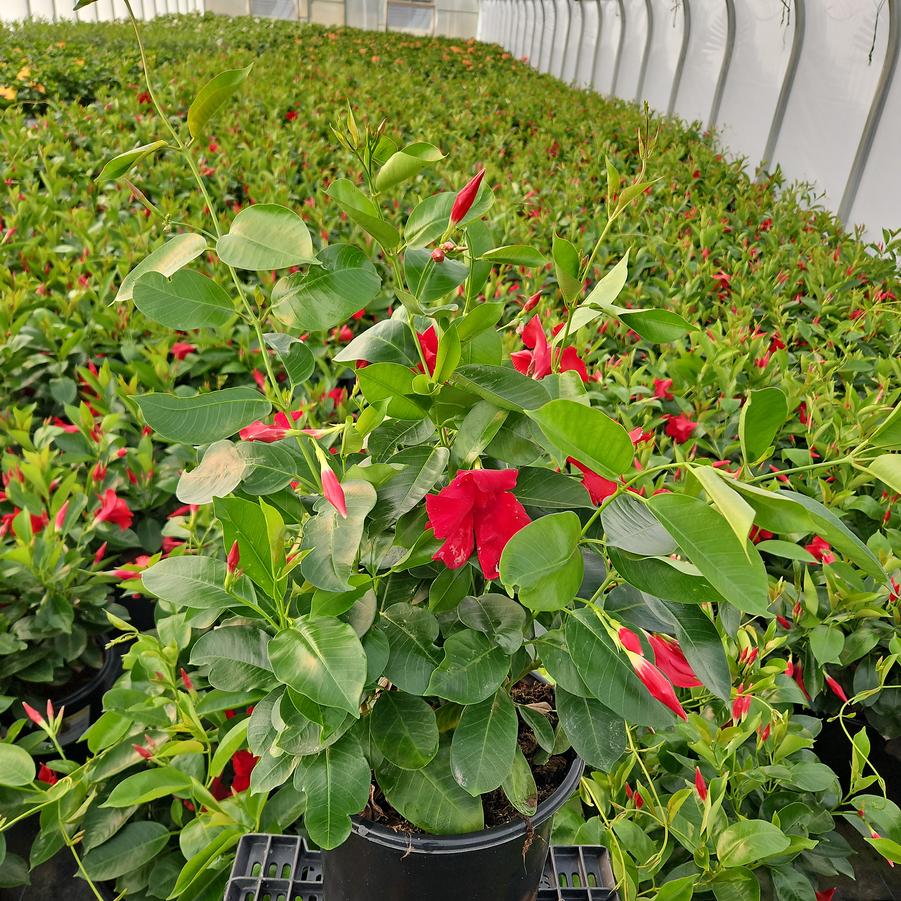 Mandevilla Sundenia® Red Improved