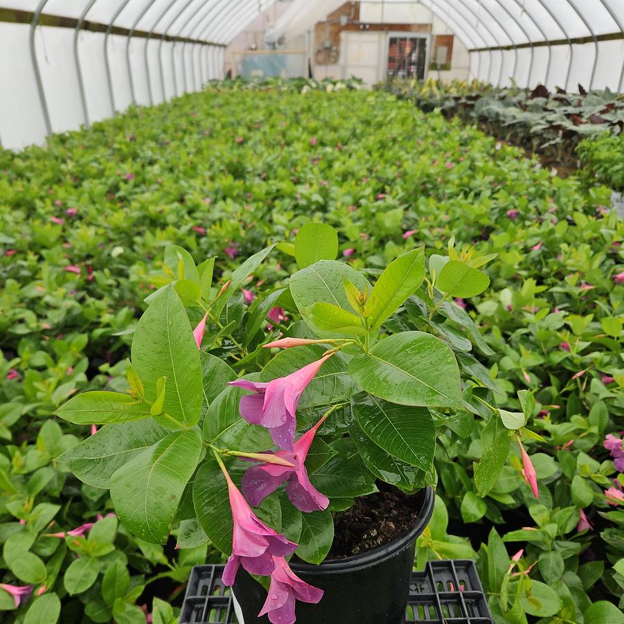 Mandevilla x SUN PARASOL® Original XP Bluephoria™