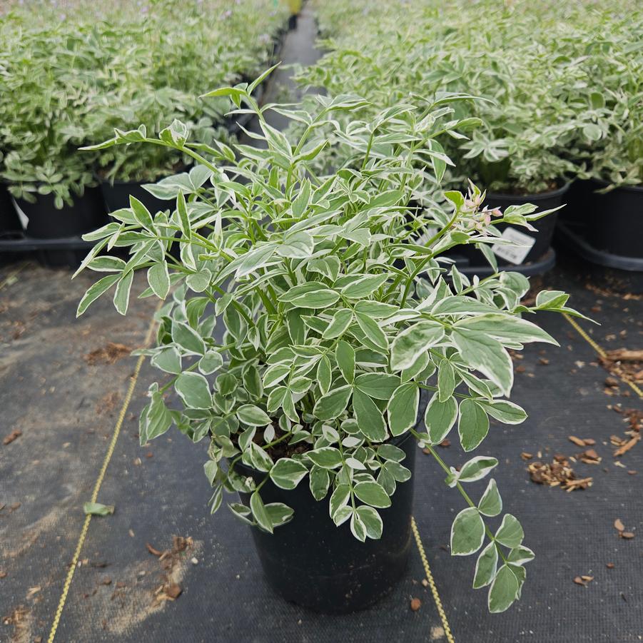 Polemonium 'Touch of Class'