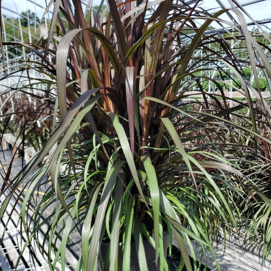 Pennisetum purpureum Graceful Grasses® Vertigo®