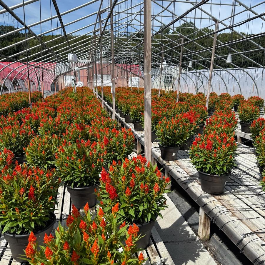 Celosia 'Kelos Fire Orange'
