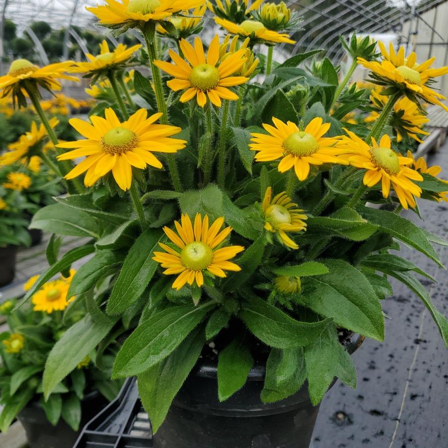 Rudbeckia x Sunbeckia® Emma