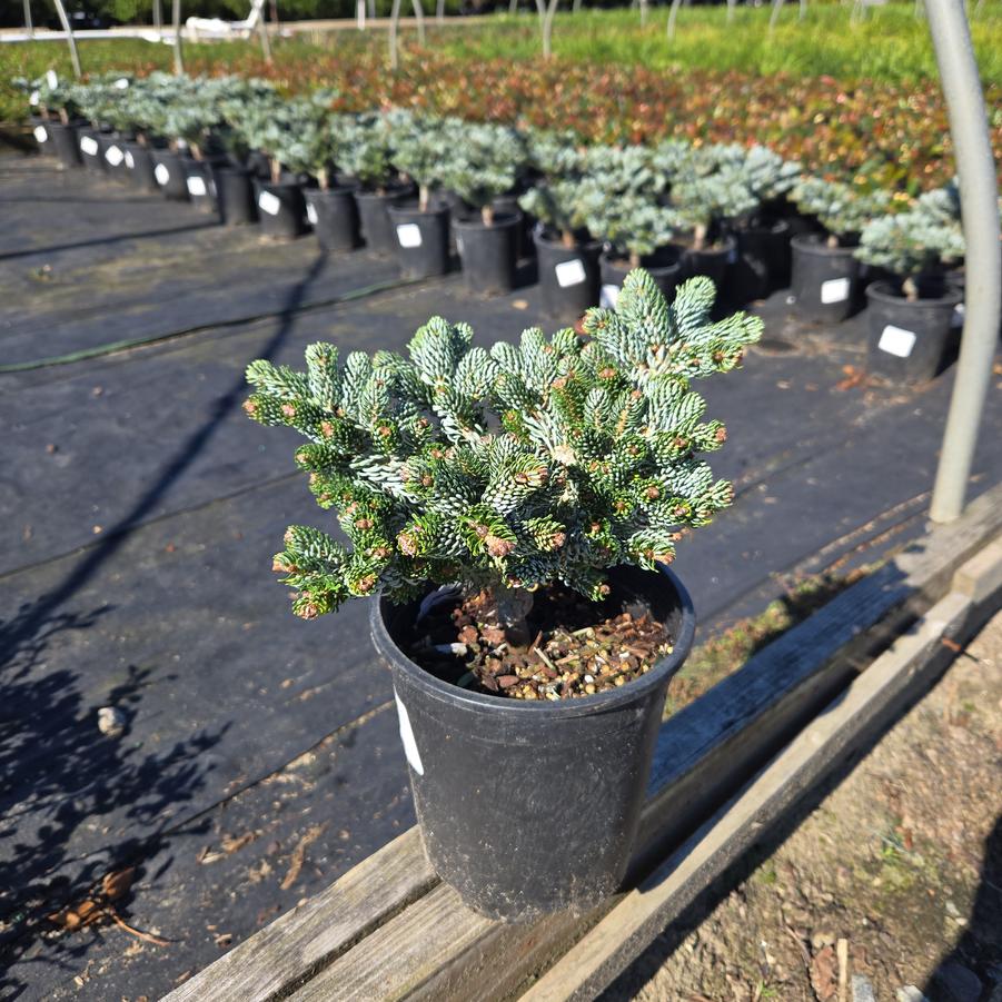 Abies koreana 'Ice Breaker'