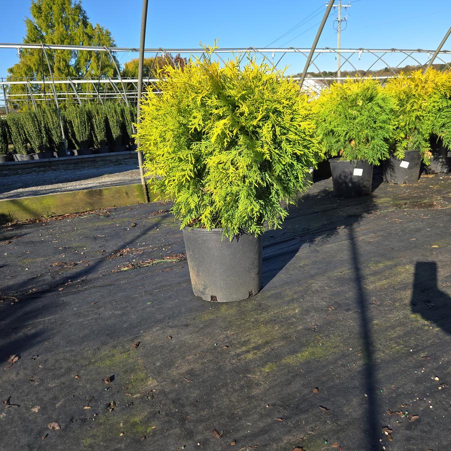 Thuja occidentalis 'Golden Globe'