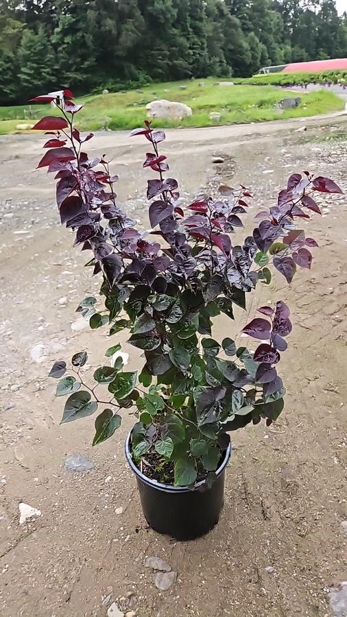Cercis canadensis Garden Gems® Amethyst
