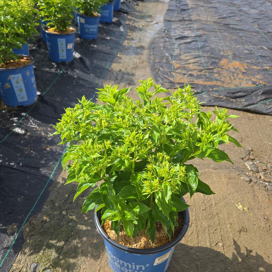 Hydrangea paniculata Bubble Bath™