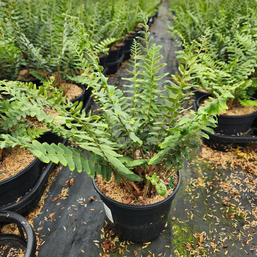 Polystichum acrostichoides 
