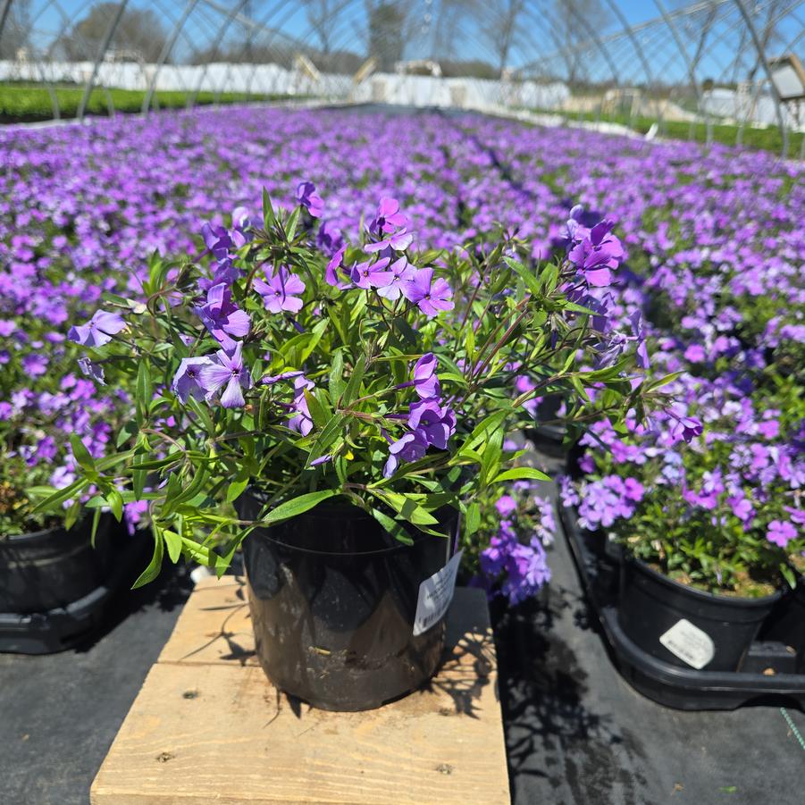 Phlox x 'Woodlander Purple'