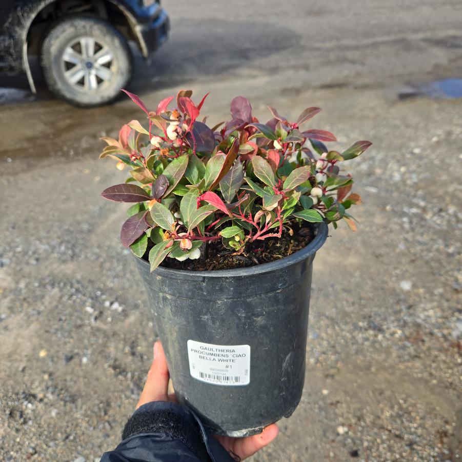 Gaultheria procumbens Ciao Bella - White