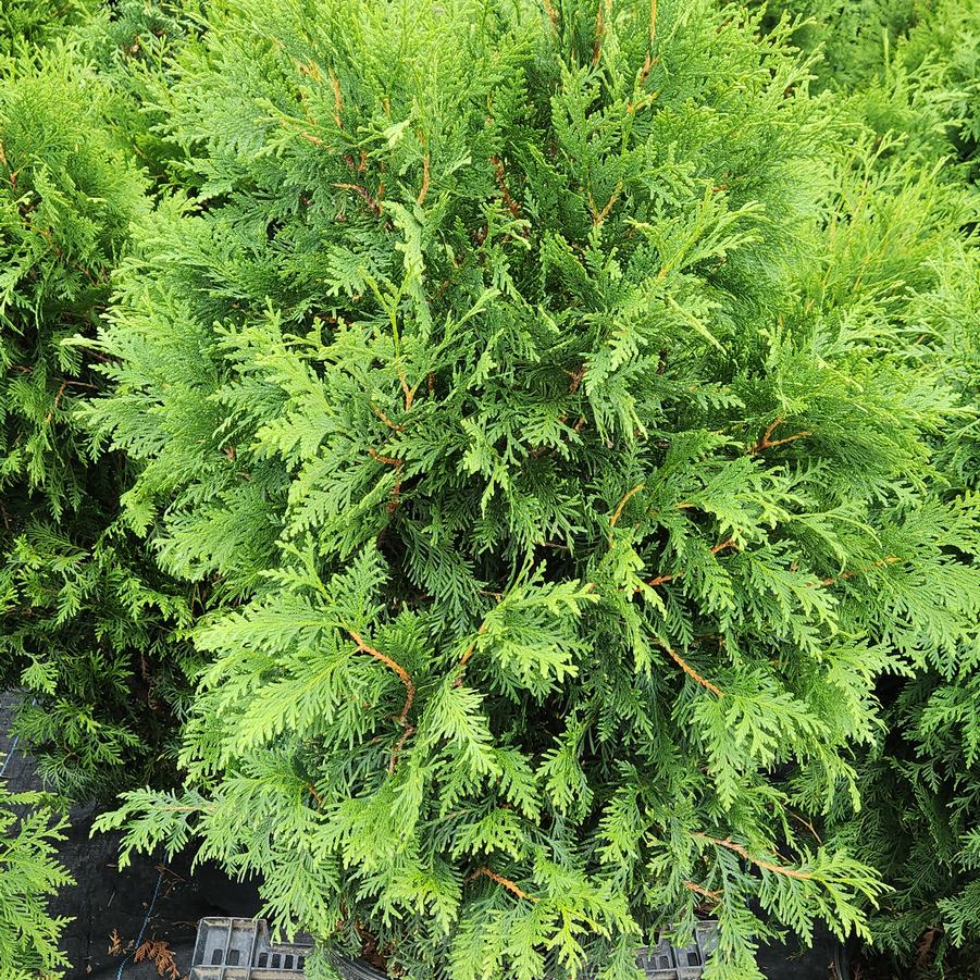 Thuja occidentalis 'Twilight Spire'