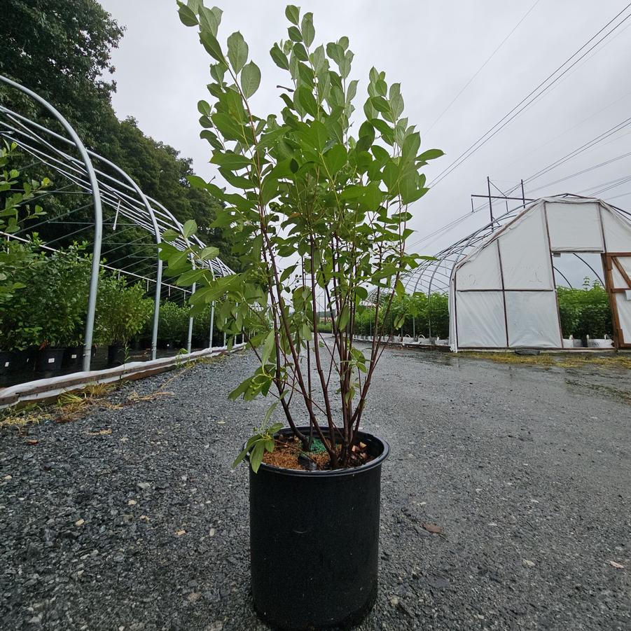 Aronia arbutifolia Brilliantissima