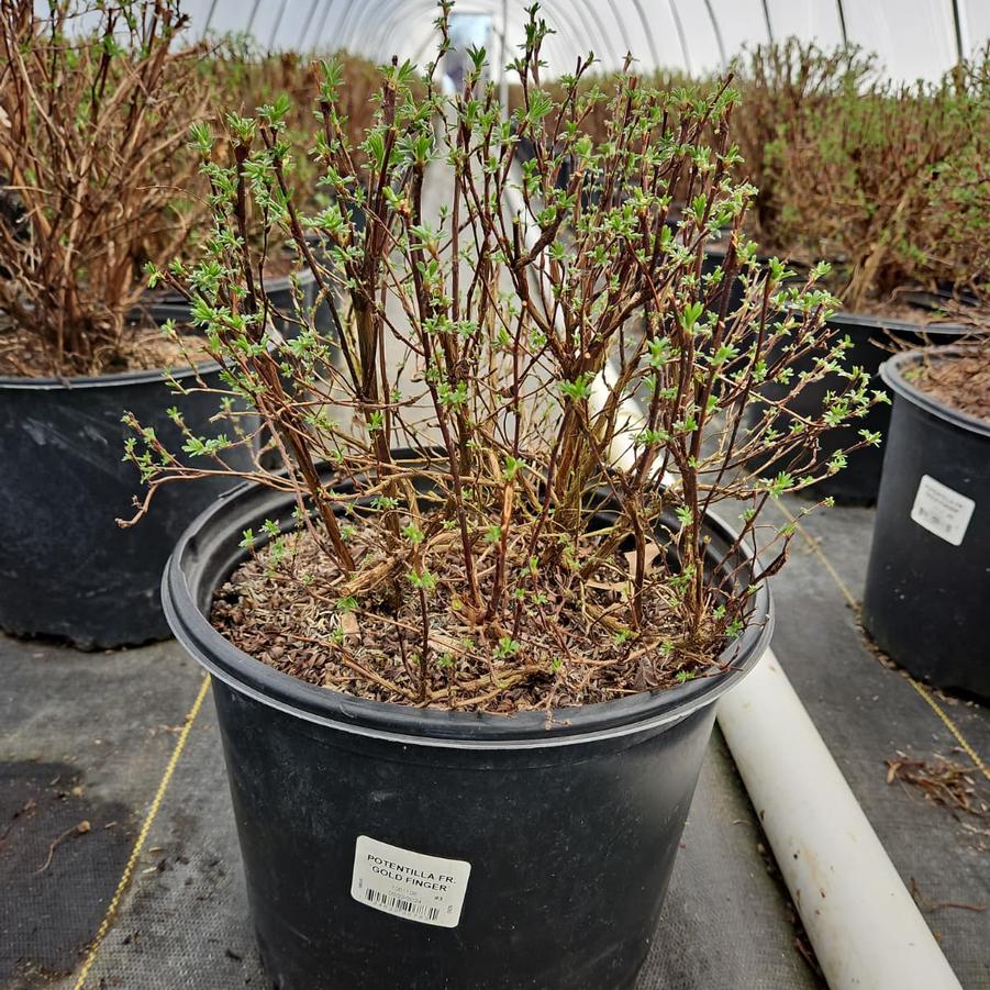 Potentilla fruticosa 'Goldfinger'