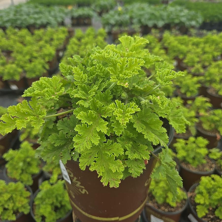 Pelargonium 'Concolor Lace'