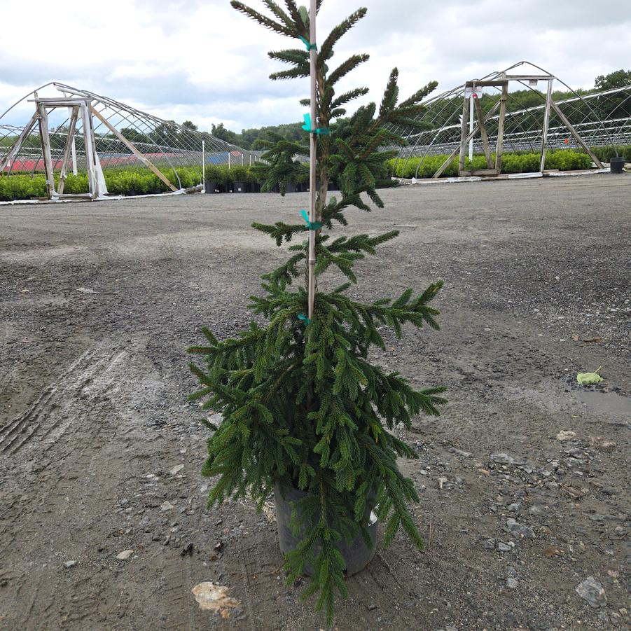 Picea orientalis 'Atrovirens'