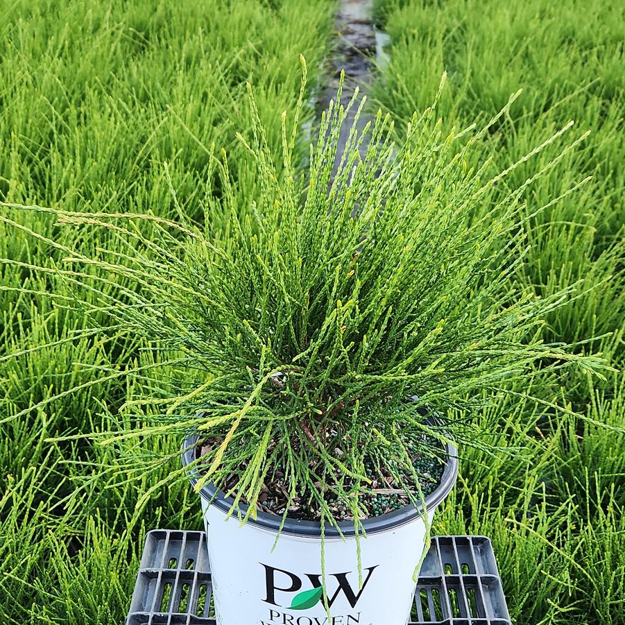 Thuja occidentalis Whip It Good®