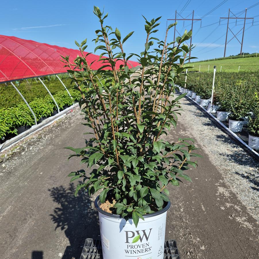 Euonymus alatus Fire Ball Seedless®