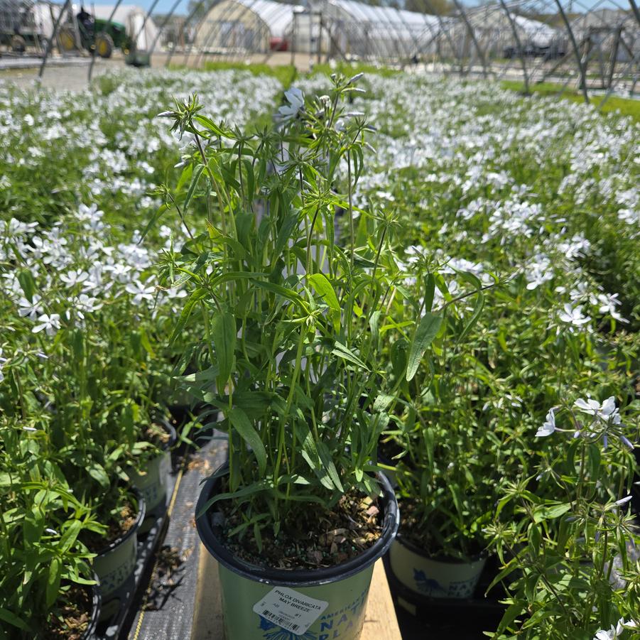 Phlox divaricata 'May Breeze'