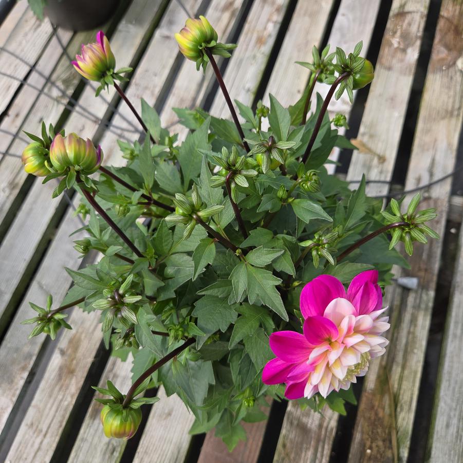 Dahlia Dalaya®Pink Lace
