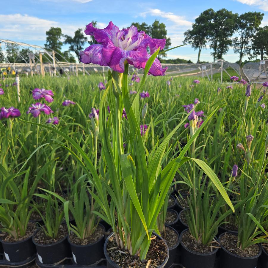 Iris ensata Harlequinesque