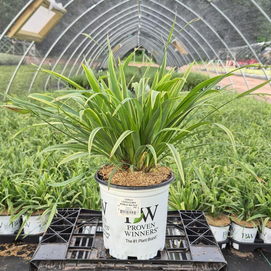 Carex laxiculmis 'Noble Native