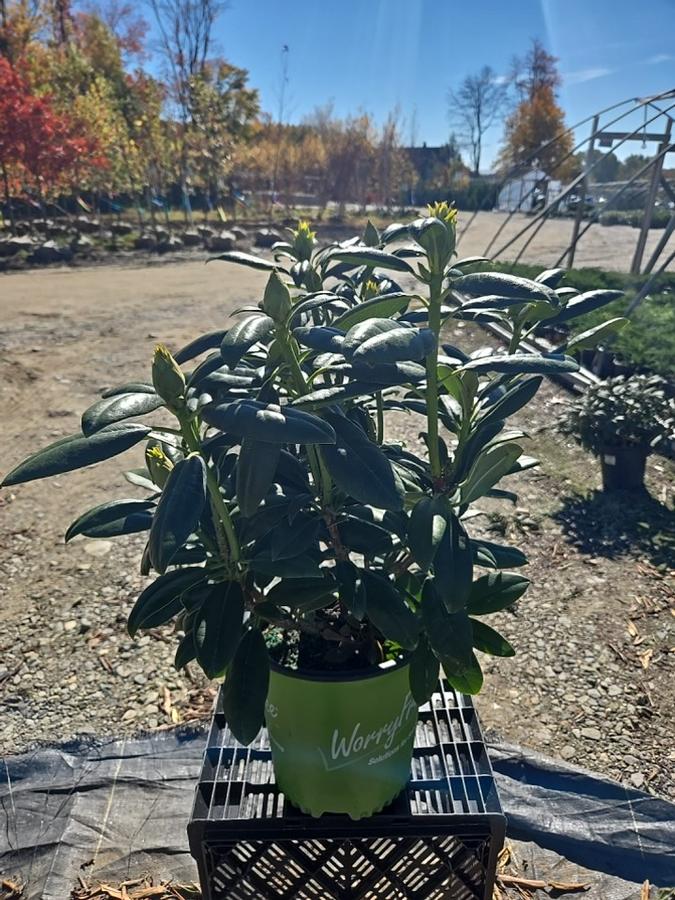 Rhododendron 'Holden'