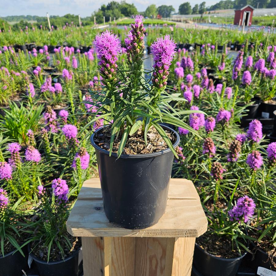 Liatris spicata 'Cobalus'