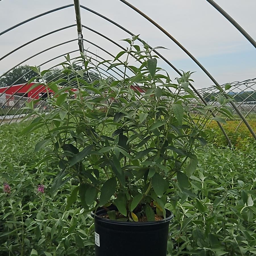 Buddleia x weyeriana 'Bicolor'