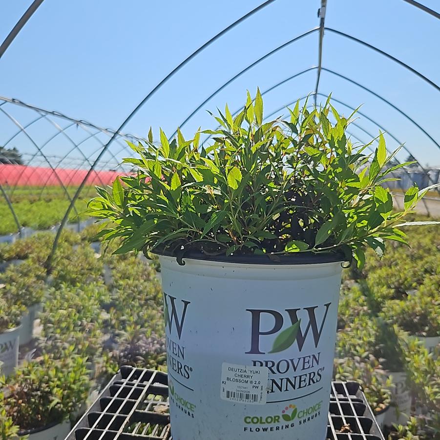 Deutzia x Yuki Cherry Blossom 2.0®