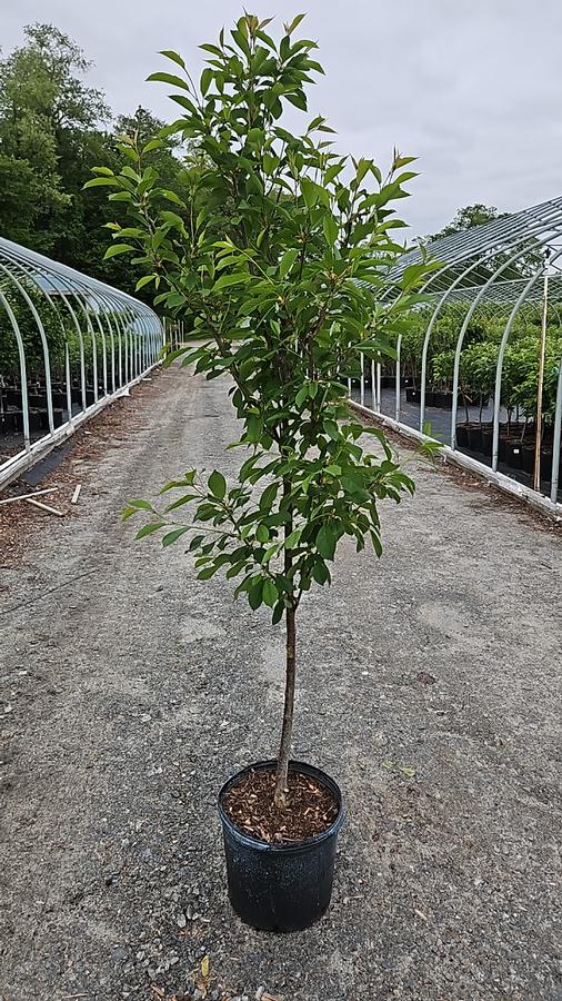 Prunus X Montmorency