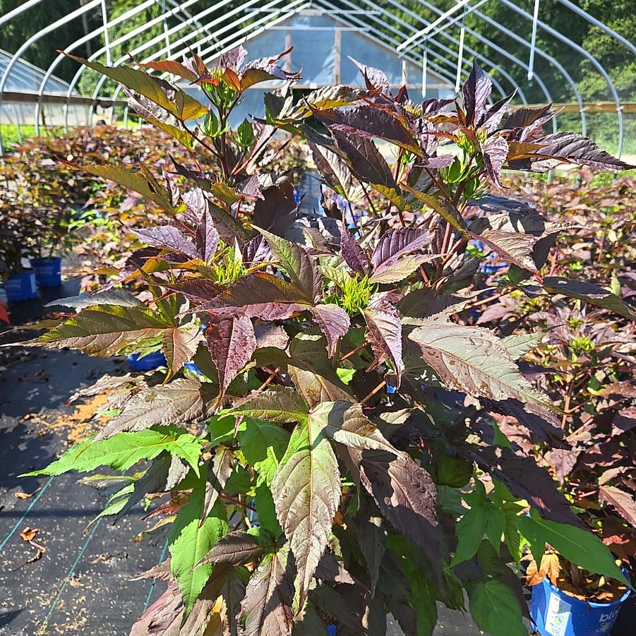 Hibiscus moscheutos 'Morello'