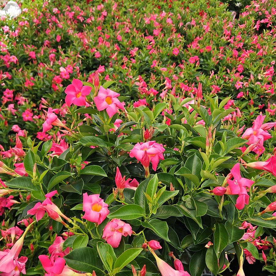 Mandevilla Pink
