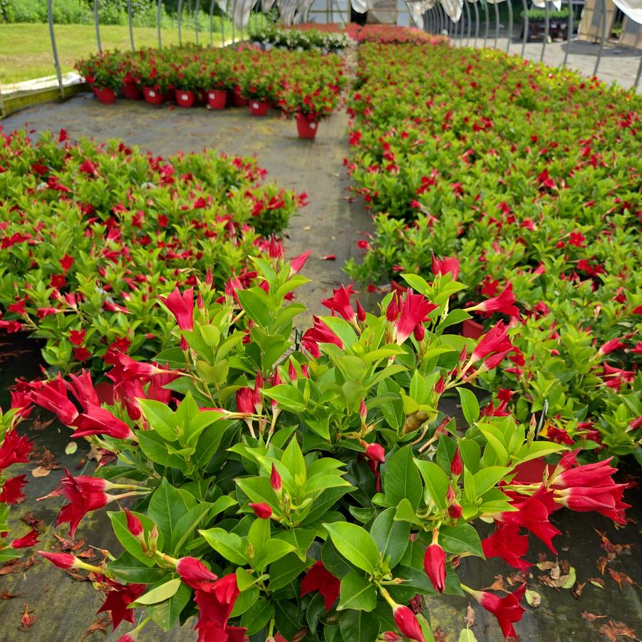 Mandevilla Red