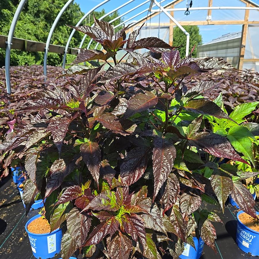 Hibiscus moscheutos 'Rosita'