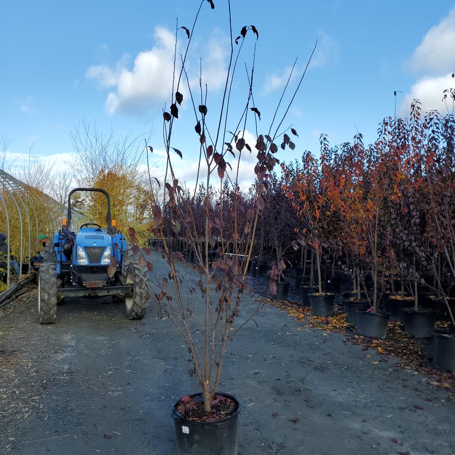 Prunus cerasifera Crimson Pointe™