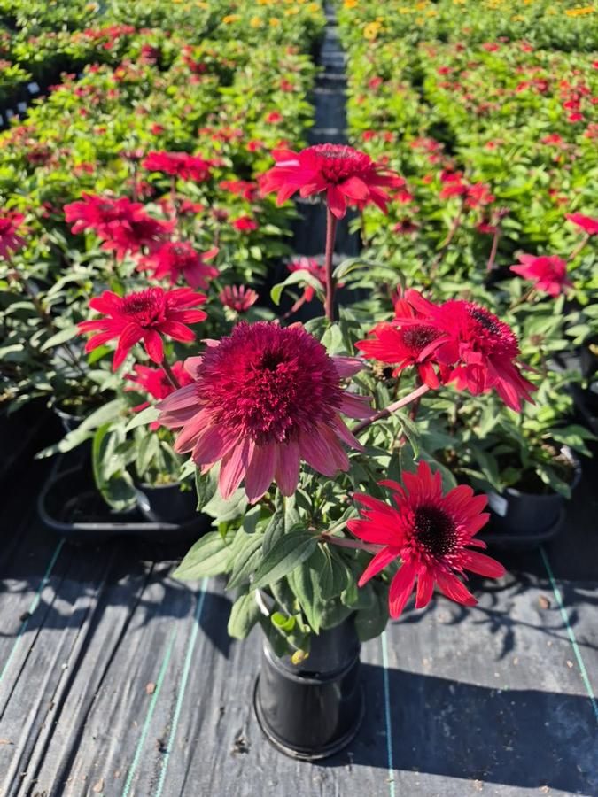 Echinacea 'Raspberry Ripple'